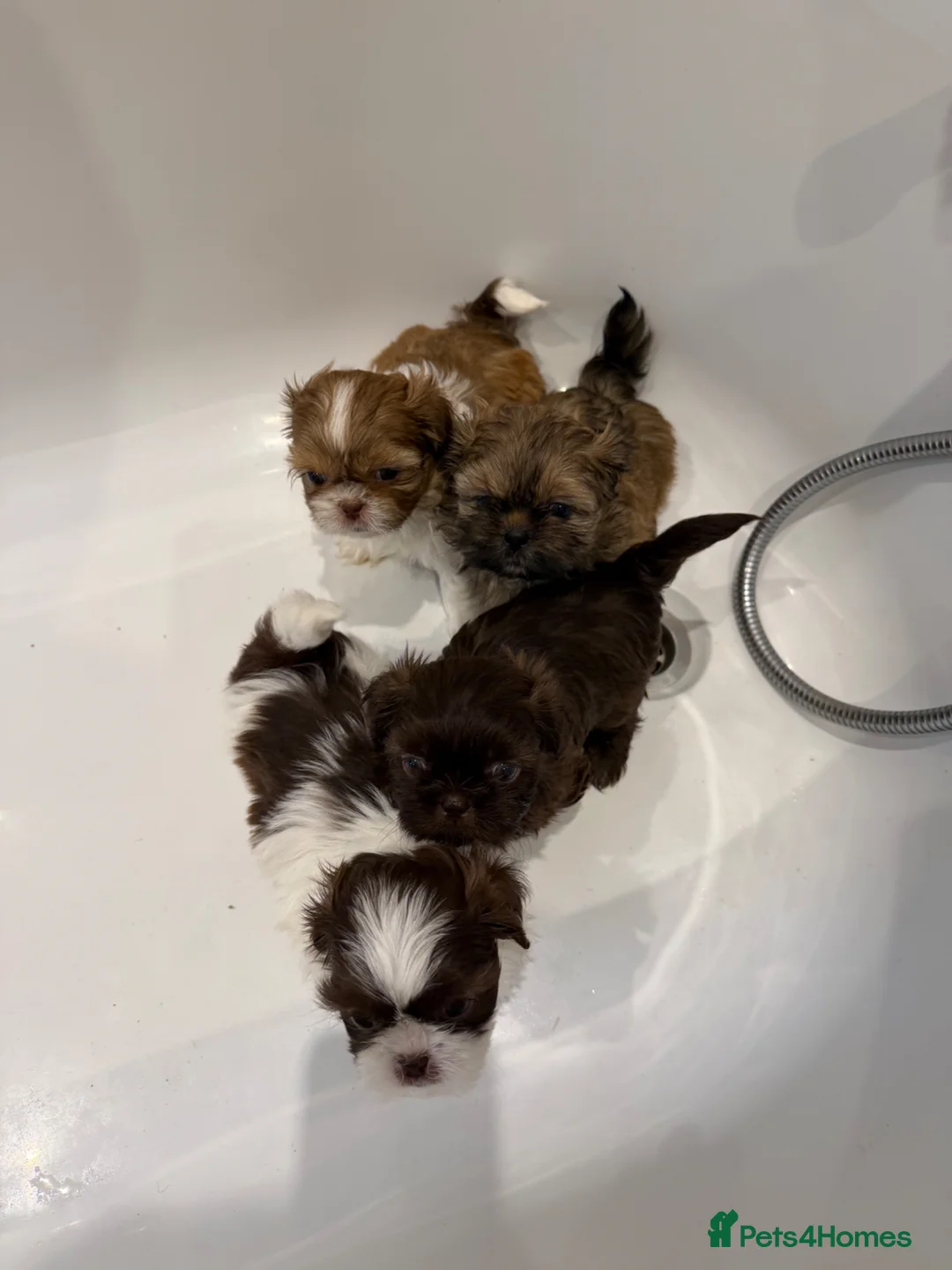 Shih Tzu dogs for sale: Imperial Shih Tzu pups for sale  - Advert 5