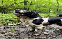 English Springer Spaniel dogs for sale: Springer Spaniels - Image 35