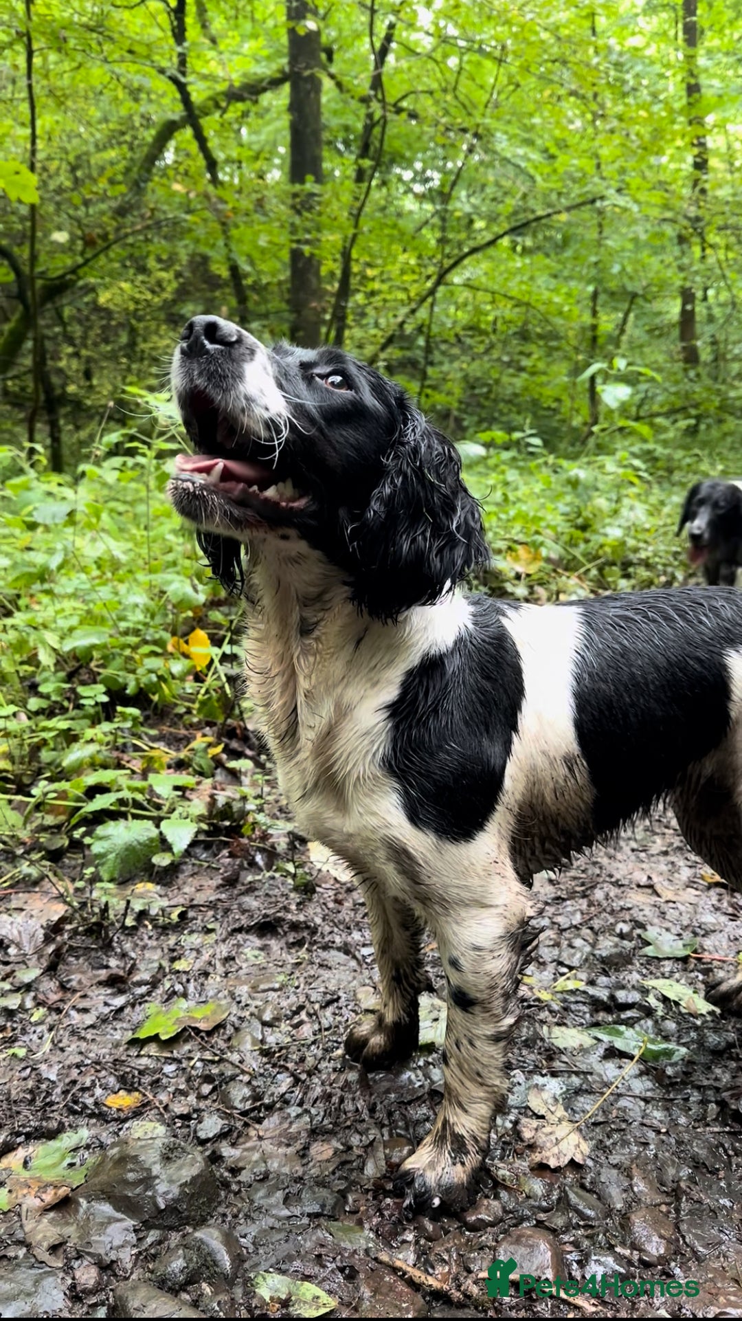 English Springer Spaniel dogs for sale: Springer Spaniels - Image 35