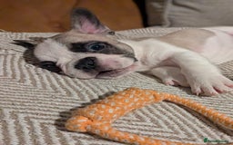 French Bulldog dogs for sale: REDUCED Adorable French Bulldog Puppies  - Image 20
