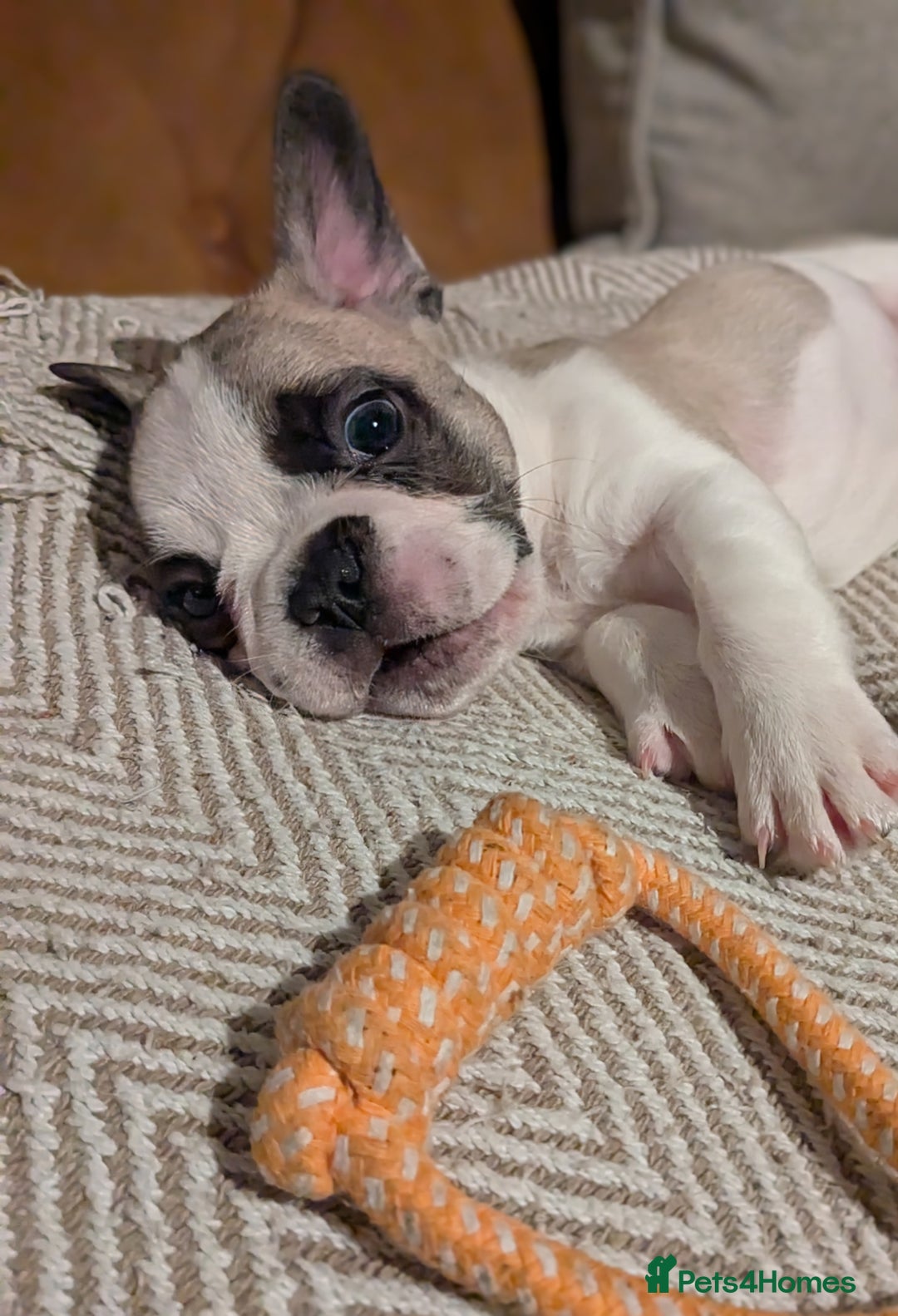 French Bulldog dogs for sale: REDUCED Adorable French Bulldog Puppies  - Image 20