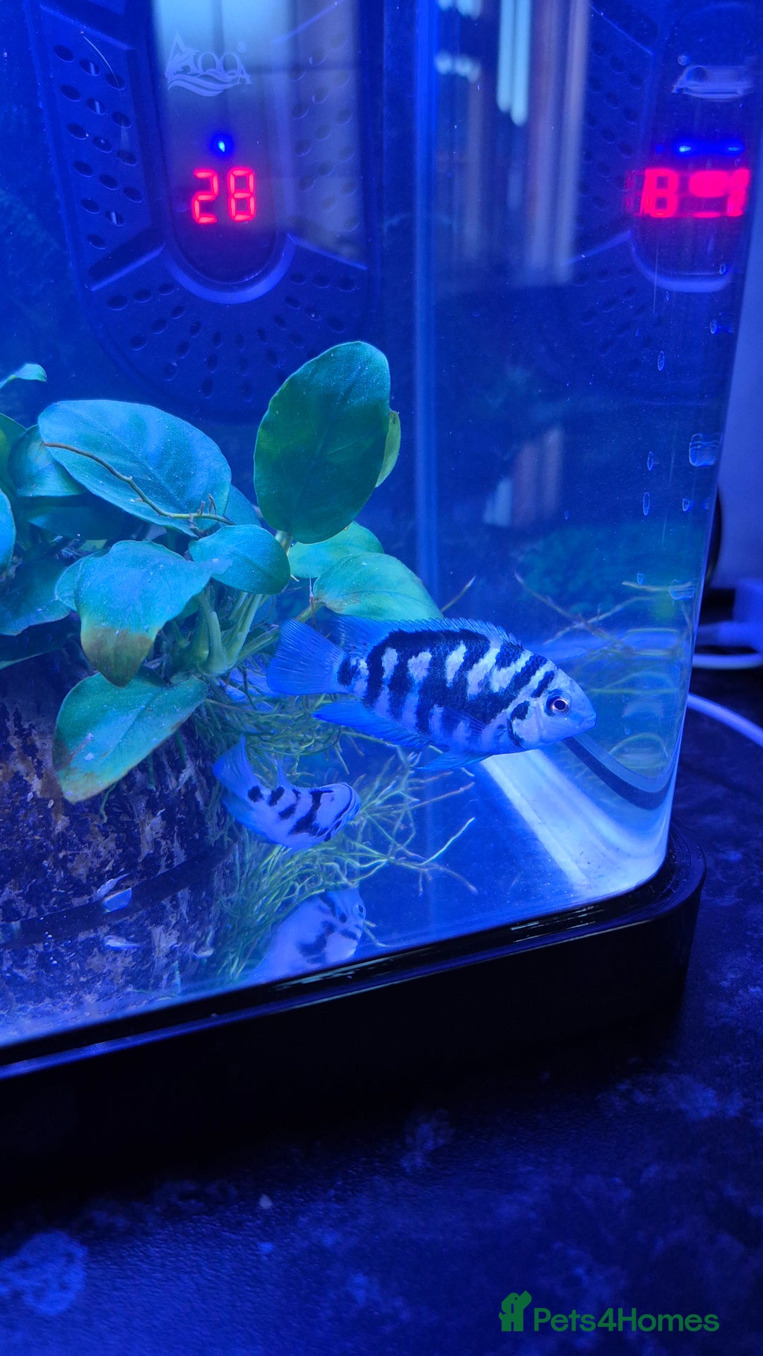 Cichlids fish for sale: Blue parrot fish - Advert 8