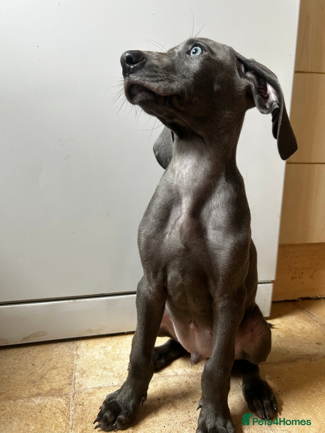 Weimaraner dogs for sale: Weimaraner puppies for sale  in Wednesbury - Image 5
