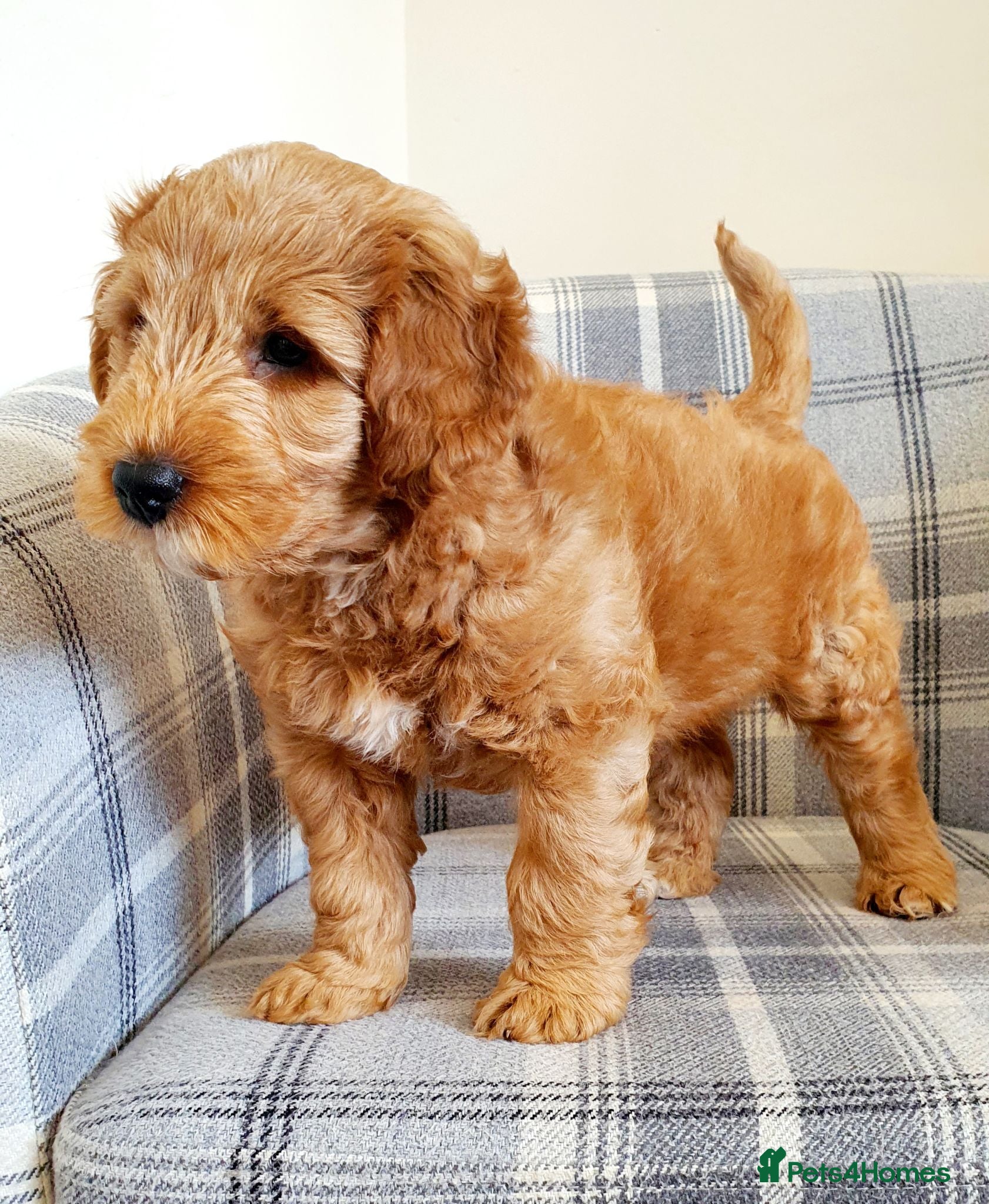 Australian Labradoodle dogs Health tested Australian Double Doodle  - Advert 2