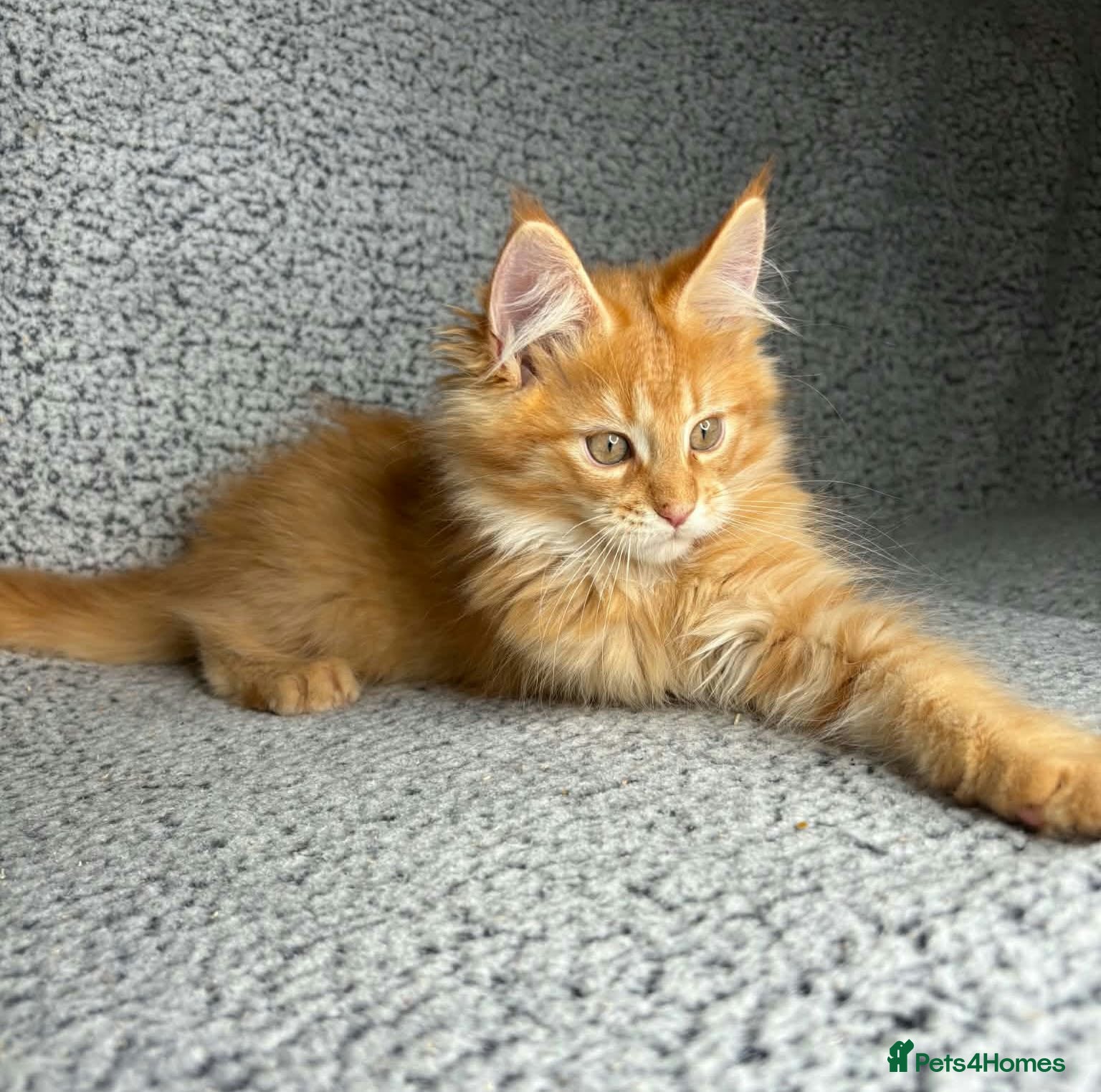 Maine Coon cats GCCF Maine Coon Kittens.  - Advert 12