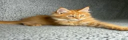 Maine Coon cats for sale: GCCF Maine Coon Kittens.  - Advert 7