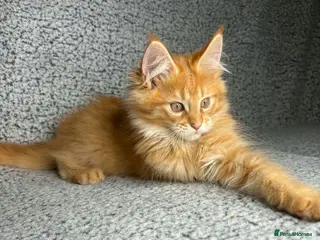 Maine Coon cats GCCF Maine Coon Kittens. - Advert 12