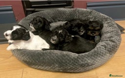 Mixed Breed dogs for sale: Expected puppies - Image 8