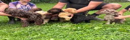 Cockapoo dogs for sale: Beautiful cockapoo puppy’s  - Advert 13