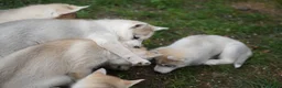 Siberian Husky dogs for sale: Beautiful KC Reg Siberian Husky Puppies - Advert 4