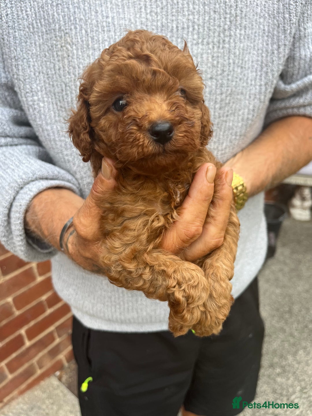 Toy Poodle dogs for sale: Two beautiful toy poodles  - Image 1