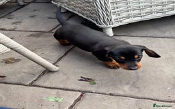 Miniature Dachshund dogs for sale: Mini dachshund smooth 1 choc&tan boy available  - Image 31