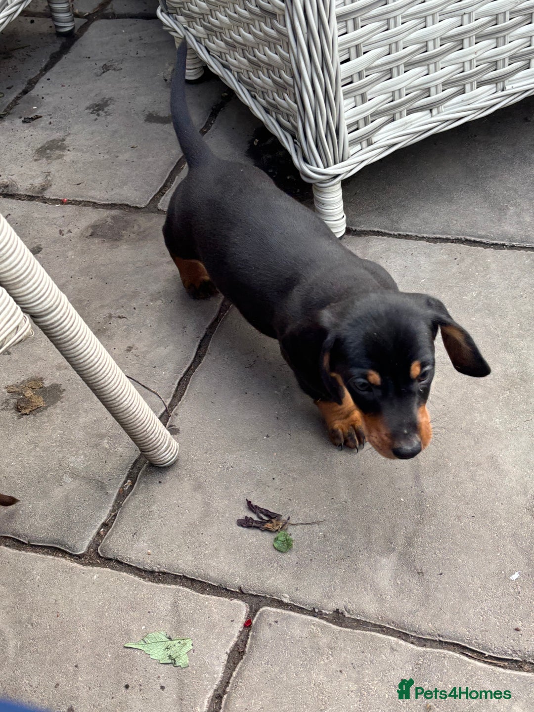 Miniature Dachshund dogs for sale: Mini dachshund smooth 1 choc&tan boy available  - Image 31