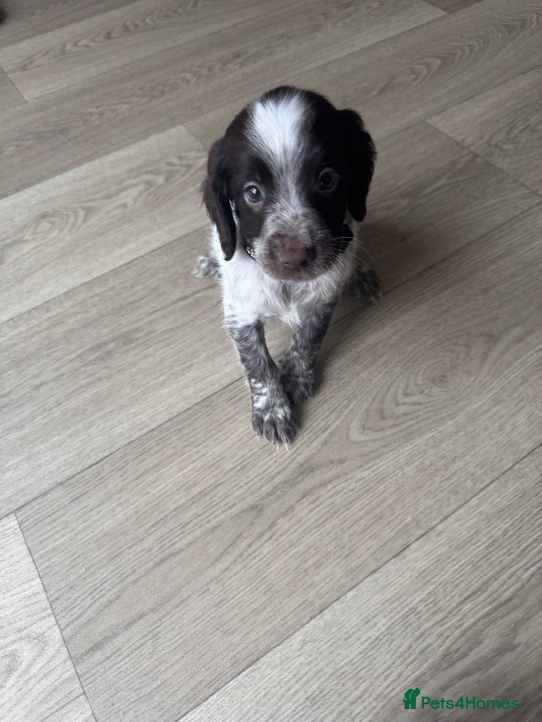 Sprocker dogs for sale: Sprocker spaniel puppy’s  - Image 5