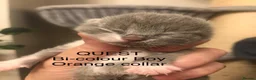 British Shorthair cats for sale: GCCF Registered Bi-colour Kitten - Advert 29