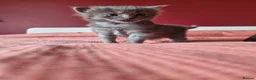 Mixed Breed cats for sale: ✨ Stunning Ragdoll x British Shorthair Kittens ✨ - Advert 4