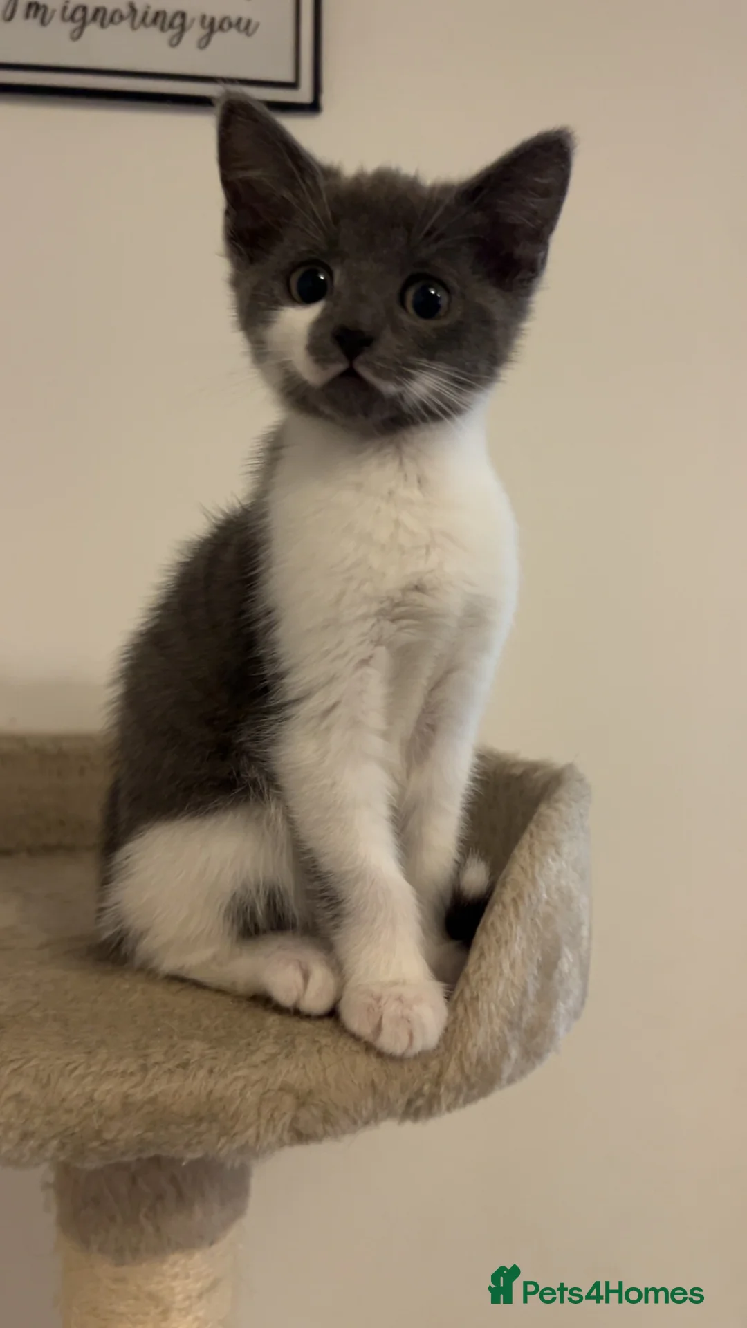 Snowshoe cats for sale: Snowshoe X kittens  - Advert 3