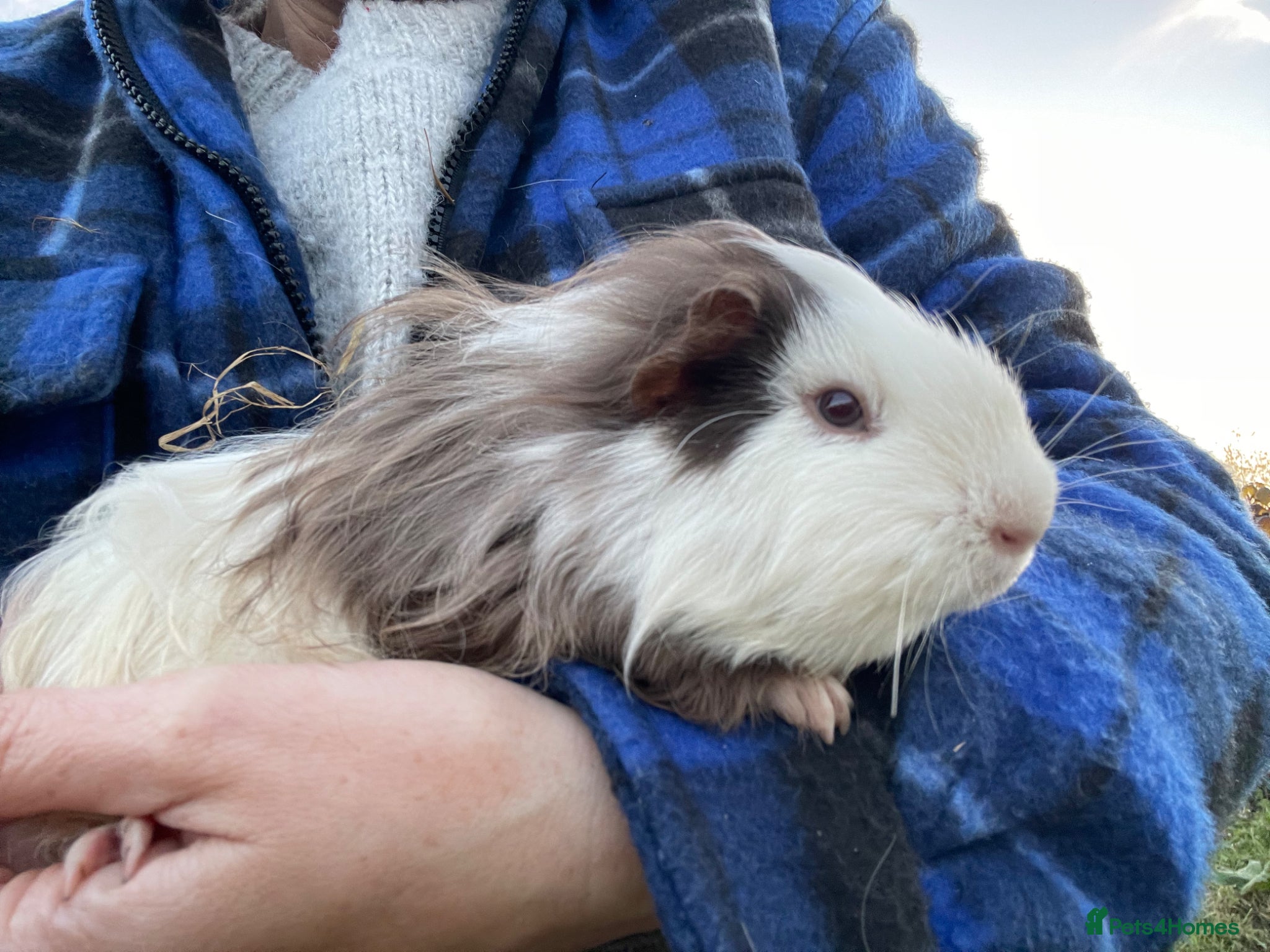 Guinea Pig rodents Male Guinea Pigs - Advert 8