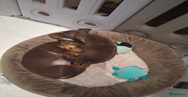 Miniature Dachshund dogs - Advert 3