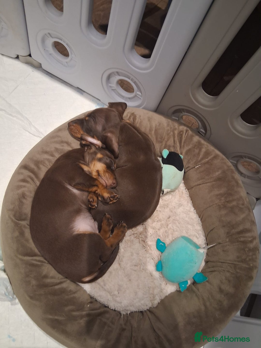 Miniature Dachshund dogs for sale: Miniature smooth haired dachound - Image 2