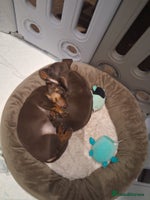 Miniature Dachshund dogs - Advert 6