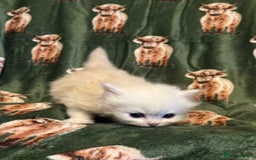 Persian cats for sale: 🌟 Trio of Precious, Purebred Persian Kittens 🌟 - Image 4