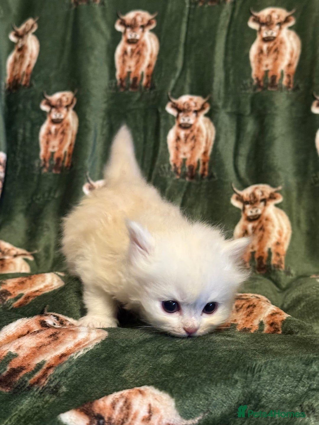Persian cats for sale: 🌟 Trio of Precious, Purebred Persian Kittens 🌟 - Image 4