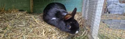 Mixed Breed rabbits for sale: Tiny, very curious. very friendly female rabbit   - Advert 3
