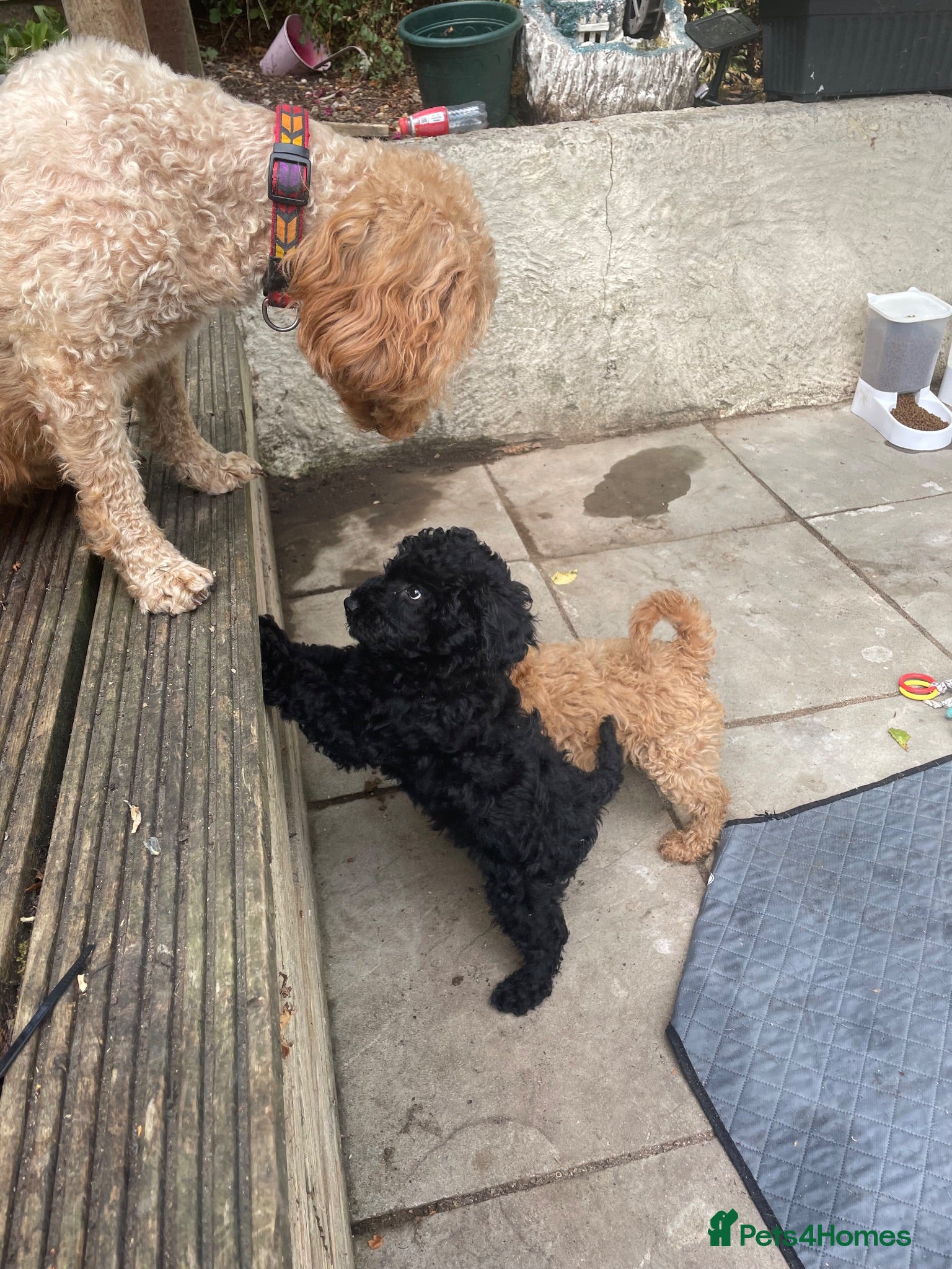 Labradoodle dogs F3 miniature labradoodles fully vac 2 boys left - Advert 2