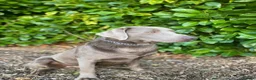 Labrador Retriever dogs for sale: Gorgeous Silver Labrador Puppies For Sale! - Advert 22