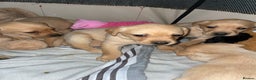 Labrador Retriever dogs for sale: Labrador puppies deposit secures - Advert 5