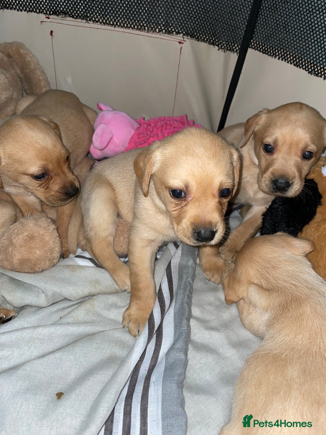 Labrador Retriever dogs for sale: Labrador puppies deposit secures - Advert 5