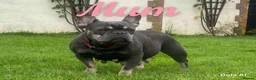 French Bulldog dogs for sale: French Bulldog Blue and Tan Puppies in Great Yarmouth - Advert 8