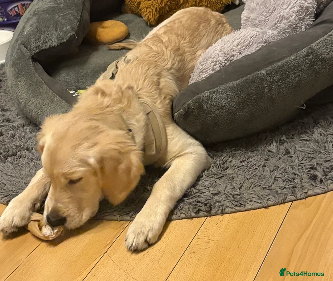 Golden Retriever dogs for sale: Golden retriever girl  - Advert 3