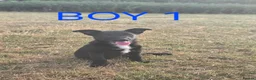 Border Collie dogs for sale: Beautiful border collies  in Abergele - Advert 10