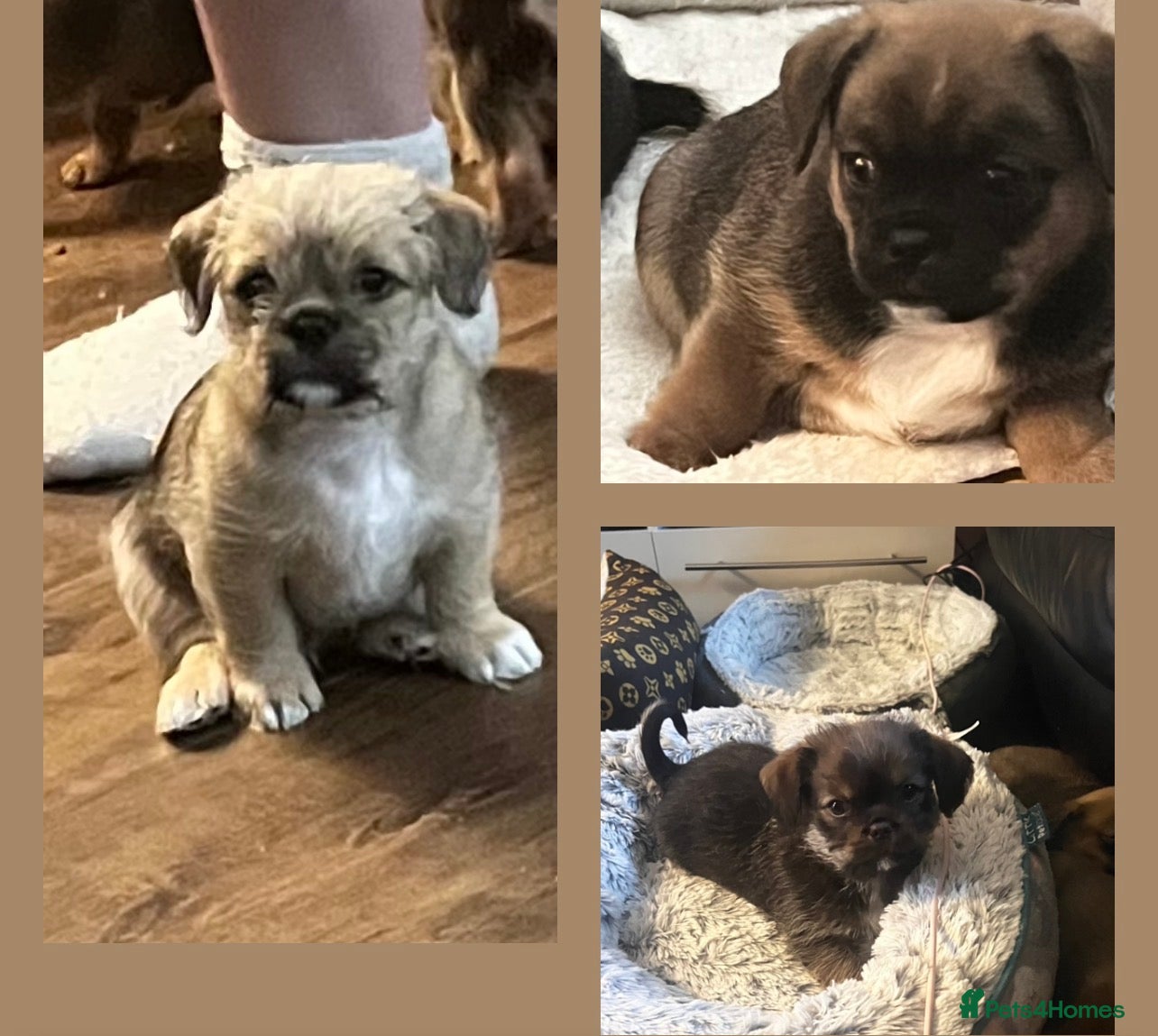 Mixed Breed dogs 3 beautiful shiranian cross pug puppies for sale.  - Advert 12