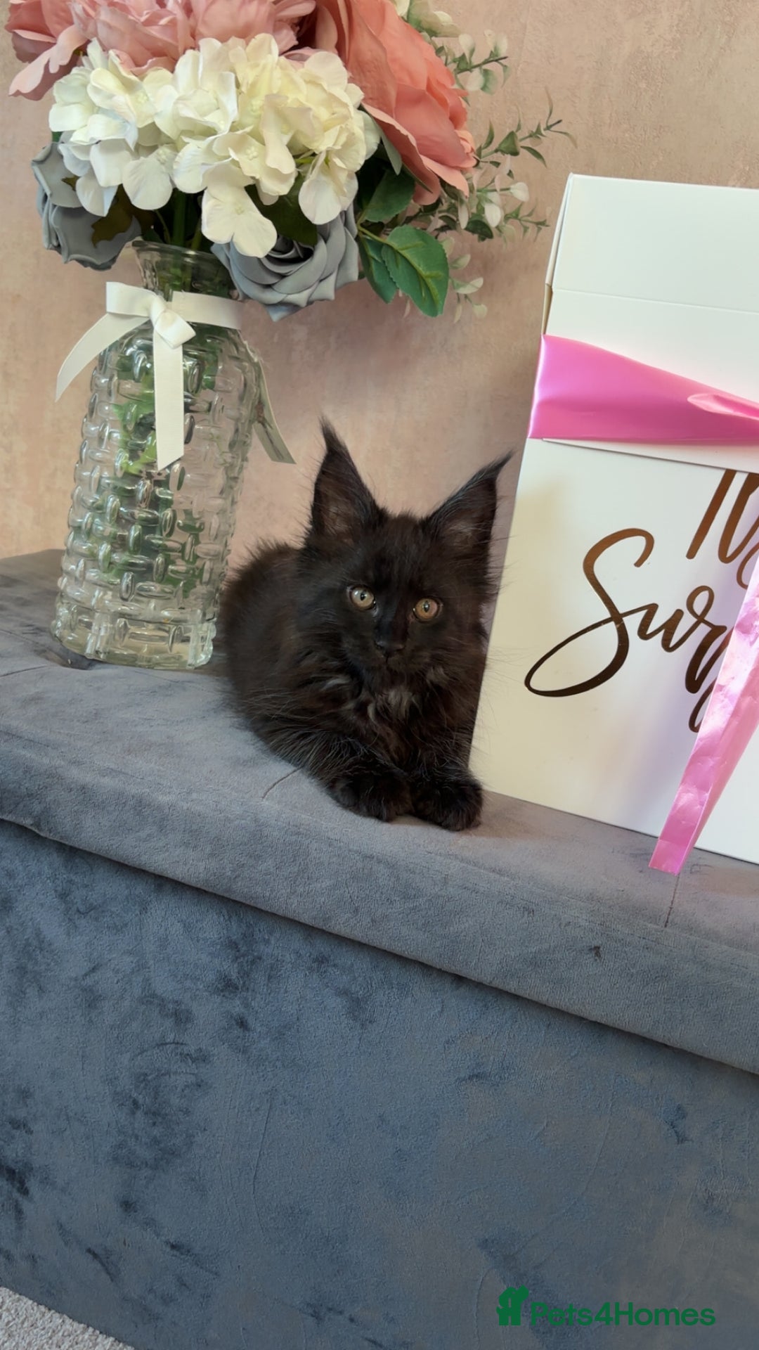 Maine Coon cats for sale: black smoke female  - Image 22
