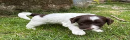 Mixed Breed dogs for sale: Double Doodles/Sproodle x Cockapoo - Advert 12