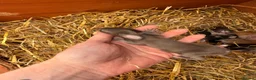 French Lop rabbits for sale: Beautiful Pure French Lop Babies ♥️ - Advert 9