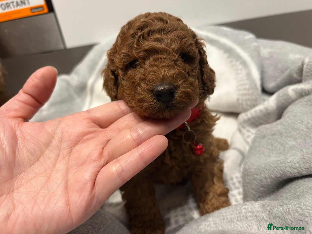Toy Poodle dogs for sale: Adorable Deep Red Toy Poodle Puppies Available! 🐾 - Image 20