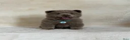 Chow Chow dogs for sale: Exotic colour pure chow chow puppies for sale  - Advert 17