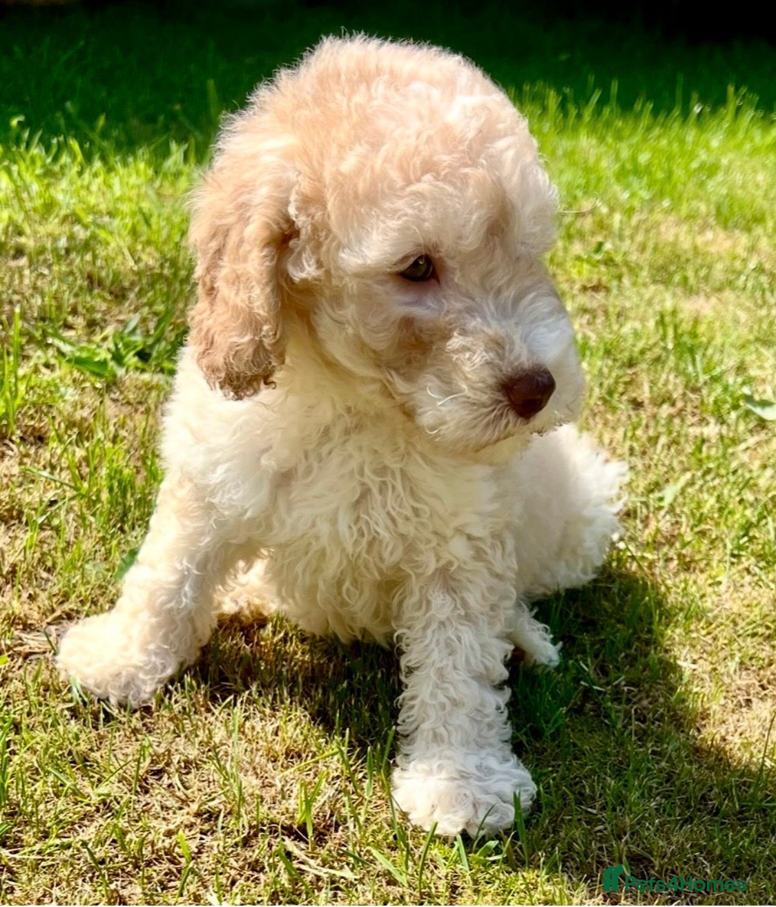 Labradoodle dogs Ready now Labradoodle puppy's,Health tested parent - Advert 1