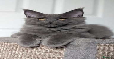 Maine Coon cats - Advert 12