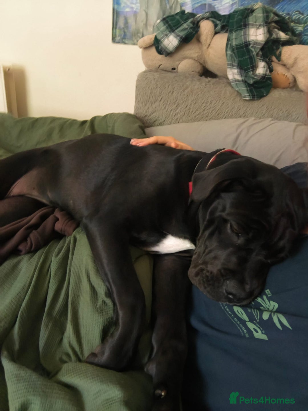 Mixed Breed dogs for sale: 6 Month Old Female Rehoming - Image 3