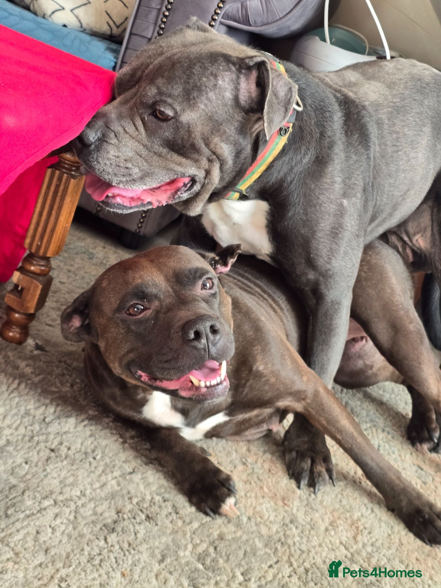 Staffordshire Bull Terrier dogs Stafordshire puppies - Advert 1