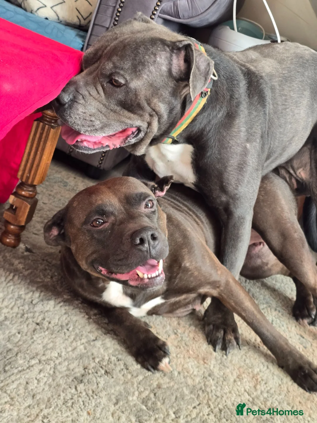 Staffordshire Bull Terrier dogs for sale: Stafordshire puppies - Advert 1