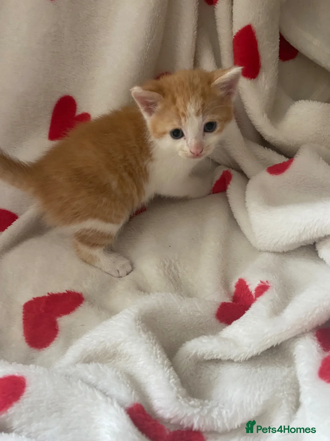 Mixed Breed cats for sale: 5 little beauties for new homes… - Advert 8