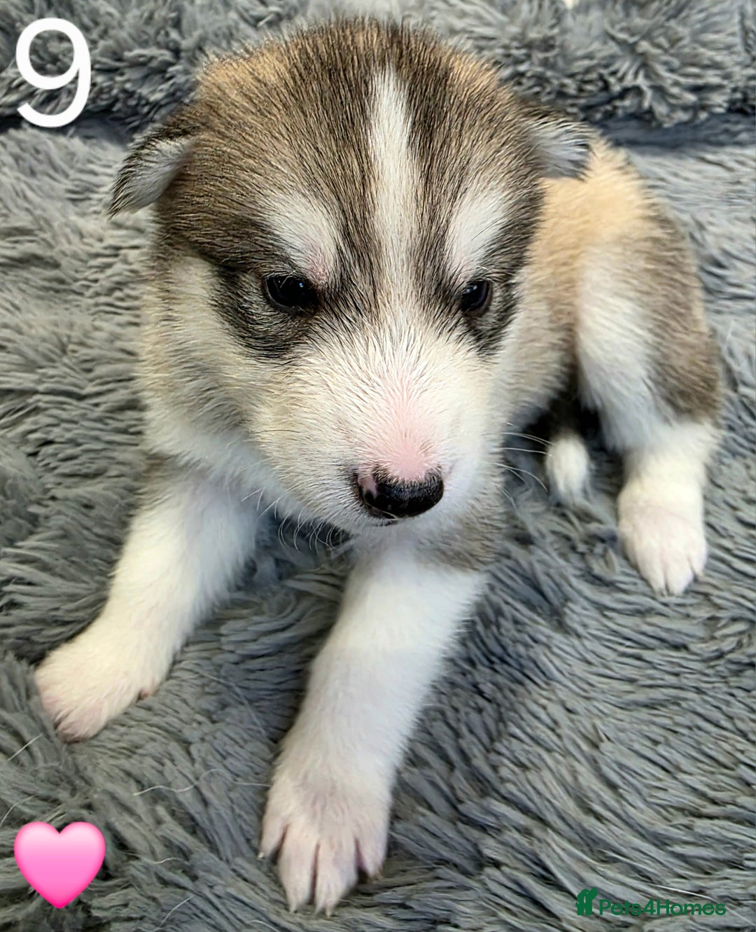 Siberian Husky dogs for sale: Siberian Husky Puppies - Image 18