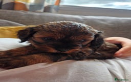 Cavapoo dogs for sale: Beautiful phantom F1B cavapoos - Image 15