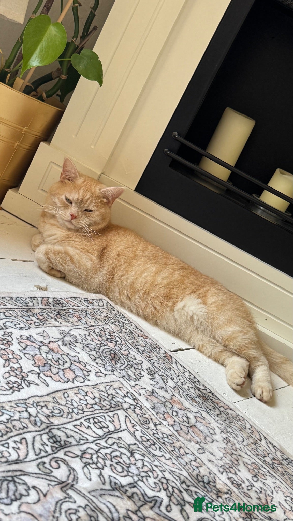 Brazilian Shorthair cats Golden BSH male  - Advert 9
